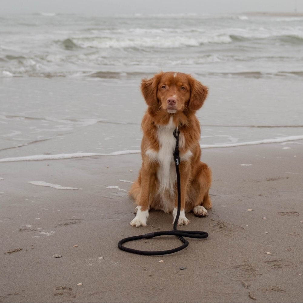 Basic Leash - Large