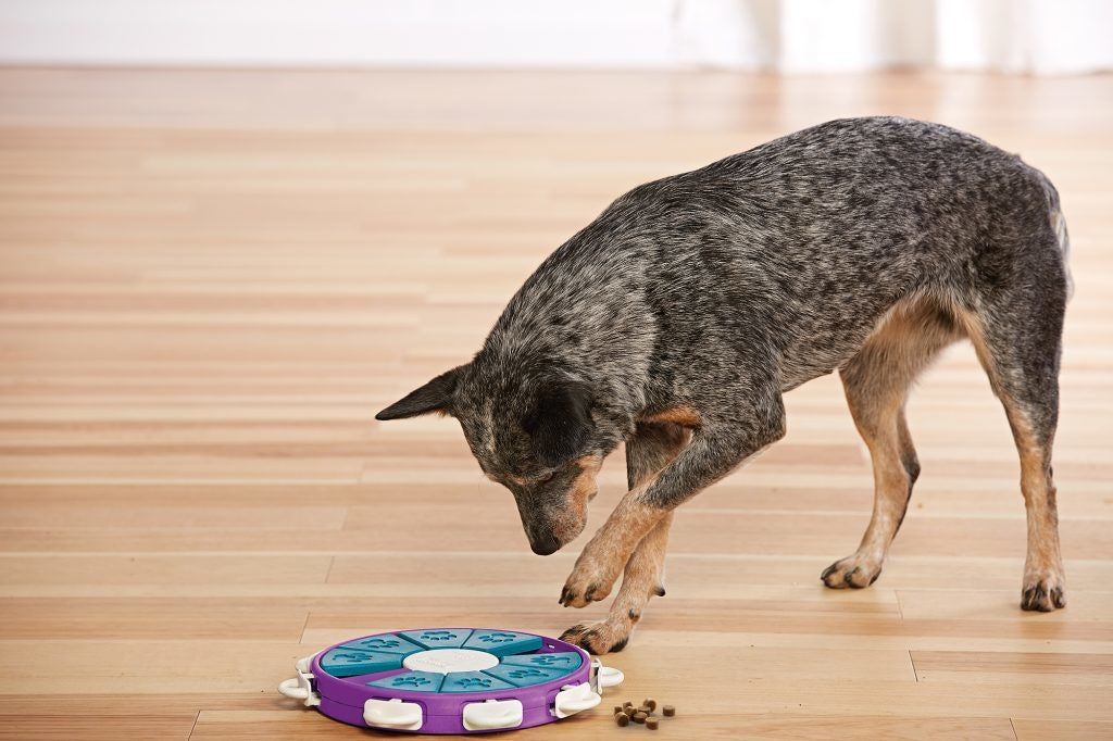 Outward Hound - Dog Twister - Hondenpuzzel - Level 3