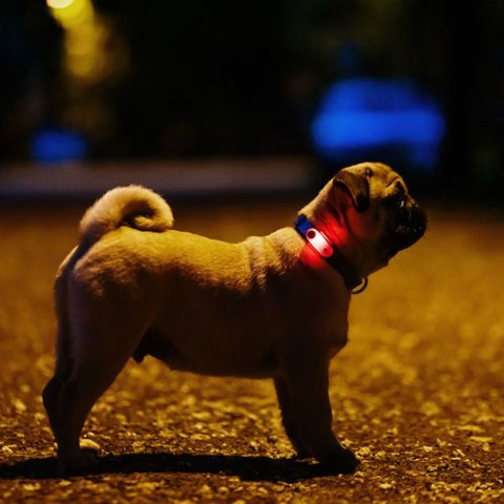 Tickless Mini Hond - Hondenbuggyspecialist.nl