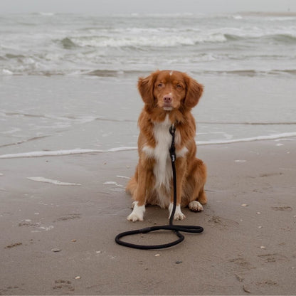 Basic Leash - Large