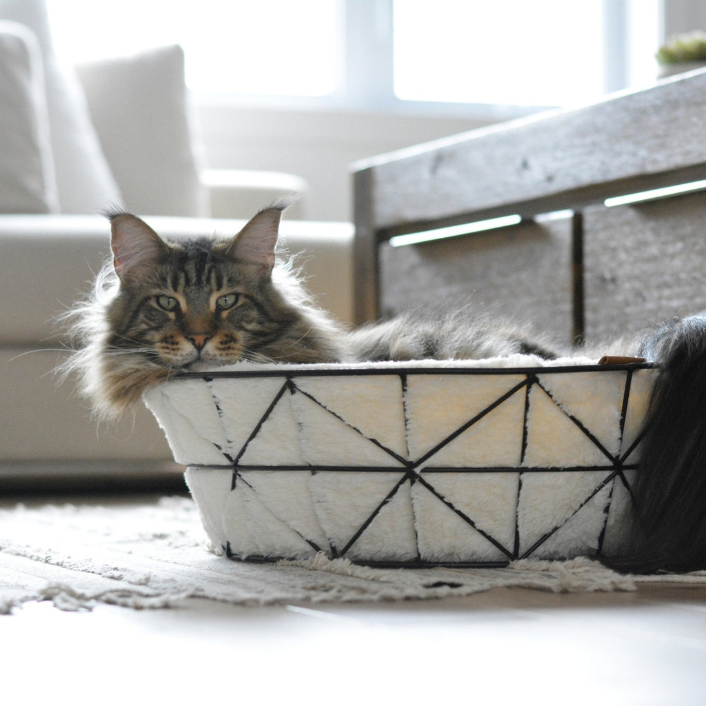 Metal Wire Cat Basket and Foam Cushion