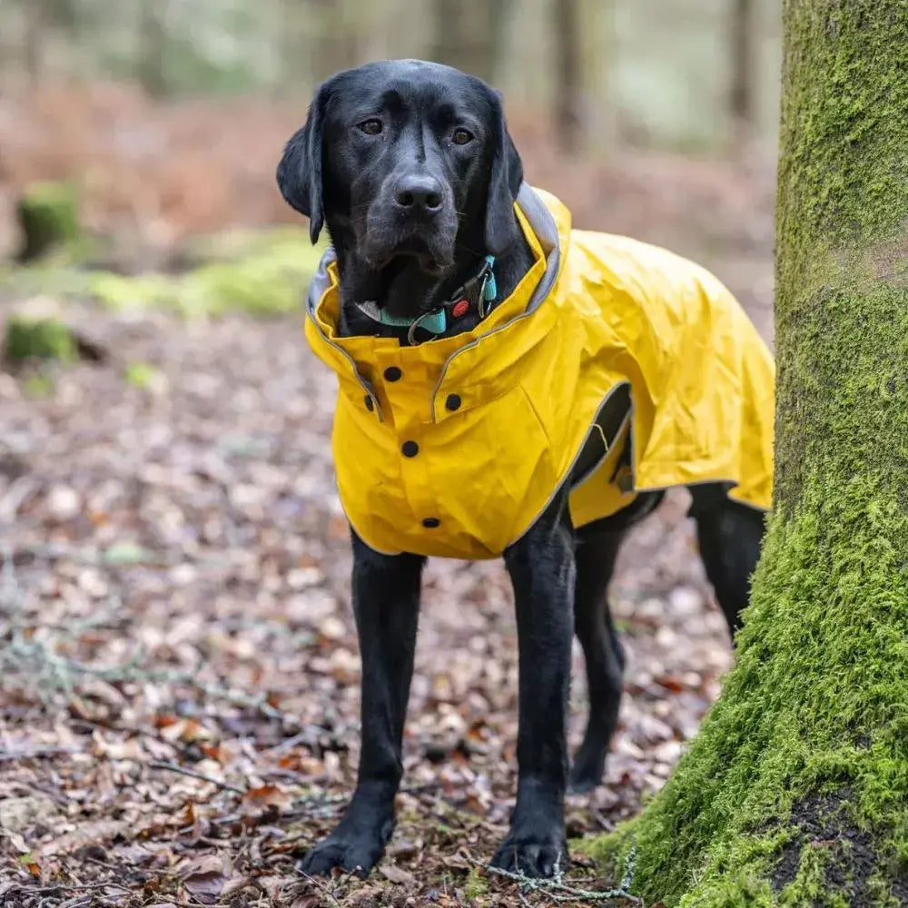 Stream Raincoat - Hondenbuggyspecialist.nl